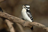 Downy Woodpecker 1