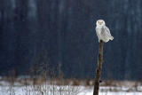 Snowy Owl 6