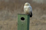 Snowy Owl 7