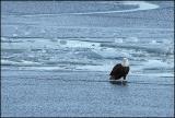 Bald Eagle1