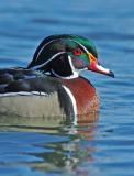 Male Wood Duck 2