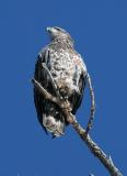 Juvenile Bald Eagle 11
