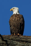 Bald Eagle 17