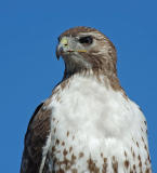 Red-tailed Hawk 6