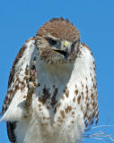 Red-tailed Hawk 7