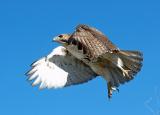 Red-tailed Hawk 8