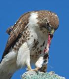 Red-tailed Hawk 10