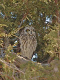 Short-eared Owl 7