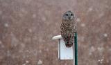 Barred Owl 2