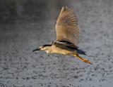 Black-crowned Night Heron 4