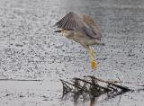 Black-crowned Night Heron 5