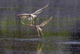 Black-crowned Night Herons 8