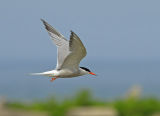 Common Tern Fly by 1