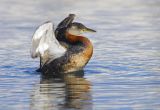 Red-necked Grebe 2