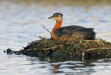 Red-necked Grebe 5
