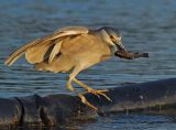 Black-crowned Night Heron Feeding 24