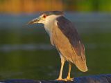 Black-crowned Night Heron 27