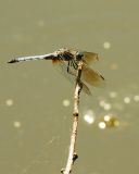 Dragonfly 2