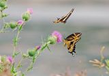 Butterflies Romancing 25