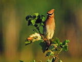 Cedar Waxwing 1