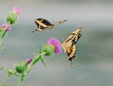 Butterflies Romancing 26