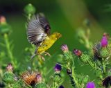 American Goldfinch 8