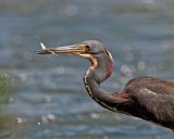 TriColoured Heron 10