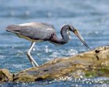 TriColoured Heron 11