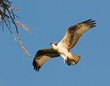 Osprey in Flight 16