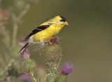 American Goldfinch 10