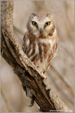Northern Saw-whet Owl 6
