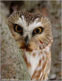 Northern Saw-whet Owl 13
