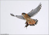 American Kestrel 33