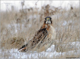 Red-tailed Hawk 151