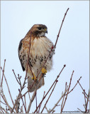 Red-tailed Hawk 152