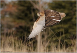 Red-tailed Hawk in flight 155