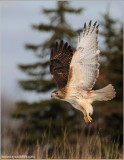 Red-tailed Hawk in Flight 156