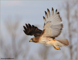  Red-tailed Hawk in Flight 158