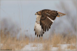  Red-tailed Hawk in Flight 159