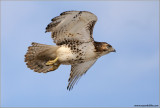  Red-tailed Hawk in Flight 161