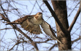  Red-tailed Hawk in Flight 162