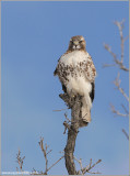 Red-tailed Hawk 163