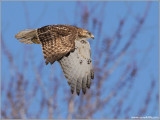  Red-tailed Hawk in Flight