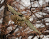  Red-tailed Hawk in Flight 165