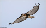 Red-tailed Hawk in flight 166