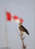Red-tailed Hawk and our Flag 169
