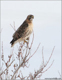 Red-tailed Hawk 171