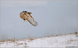  Red-tailed Hawk in Flight 173