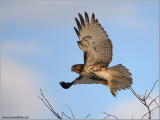  Red-tailed Hawk in Flight 175