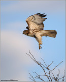  Red-tailed Hawk in Flight 176